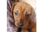 Adopt Noelle’s pups a Red/Golden/Orange/Chestnut - with Black Dachshund /