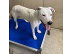 Adopt Lightning Bug a White - with Tan, Yellow or Fawn Pit Bull Terrier / Mixed