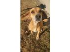 Adopt Lizzy a Tan/Yellow/Fawn - with White Beagle / Catahoula Leopard Dog dog in