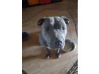 Adopt Gamora a Gray/Blue/Silver/Salt & Pepper American Pit Bull Terrier / Mixed