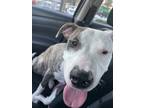 Adopt Nairobi a Brindle - with White American Pit Bull Terrier / Mixed dog in