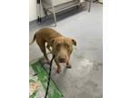 Adopt Dobby a Brown/Chocolate American Staffordshire Terrier / Mixed dog in
