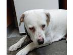 Adopt Mere a Mixed Breed (Medium) / Mixed dog in Spokane Valley, WA (33628809)