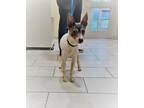 Adopt PAUL Jack Russell Adult Only home for Starters a Black - with White Jack