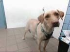 Adopt MYRA a Tan/Yellow/Fawn Labrador Retriever / Mixed dog in Albuquerque