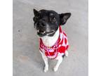 Adopt Lil Candy a Black Mixed Breed (Small) / Mixed dog in Killeen