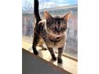Adopt Tinkerbell a Brown or Chocolate Domestic Shorthair / Domestic Shorthair /