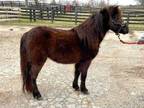 Adopt Wade a Black Pony - Shetland / Grade / Mixed horse in Louisville