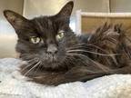 Adopt Lavender a All Black Domestic Longhair / Domestic Shorthair / Mixed cat in