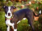 Adopt CLYDE* a Pit Bull Terrier, Mixed Breed