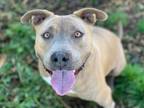 Adopt RIO a Pit Bull Terrier, Mixed Breed
