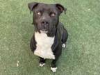Adopt A1893245 a Pit Bull Terrier, Mixed Breed