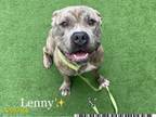 Adopt LENNY a Pit Bull Terrier