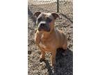Adopt COOKIE a Staffordshire Bull Terrier