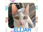 Adopt Elijah a Domestic Short Hair