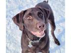 Adopt Bixby a Labrador Retriever