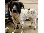 Adopt Pippin~ Housed at Purina a Border Collie, Mixed Breed