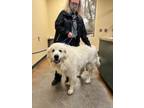 Adopt Andre a Great Pyrenees, Mixed Breed