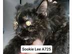 Adopt Sookie Lee a Domestic Long Hair
