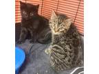 Adopt Cupid and Aphrodite-kittens a Domestic Short Hair