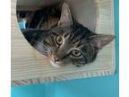 Adopt Buddy-young adult a Domestic Short Hair