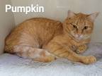 Adopt Pumpkin a Domestic Short Hair