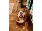 Adopt Kano (FOSTER DOG) a Pit Bull Terrier