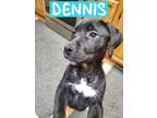 Adopt DENNIS a Bernese Mountain Dog, Labrador Retriever
