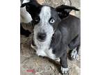 Adopt Stitch a Australian Cattle Dog / Blue Heeler, Labrador Retriever