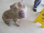 Adopt LEWIS a Pit Bull Terrier