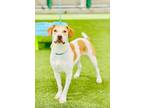Adopt Harley a American Staffordshire Terrier, Beagle