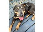 Adopt Courtesy Post Please Contact Owners-Bruce a Mountain Cur