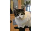 Adopt Grizzy a Domestic Short Hair
