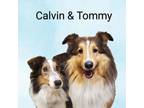 Adopt Calvin & Tommy (BONDED PAIR) a Shetland Sheepdog / Sheltie