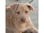 Adopt Quill Pup - Highlighter a Terrier, Hound