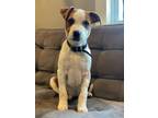 Adopt Dewey a American Staffordshire Terrier, Labrador Retriever