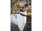 Adopt Odin a Parson Russell Terrier, Whippet