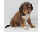 Adopt Try (T Litter) a Collie, Boxer