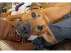 Adopt Sonny $400 a Labrador Retriever, Hound