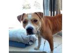 Adopt Rufus $400 a Labrador Retriever, Terrier