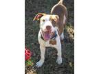 Adopt Harper a Pit Bull Terrier, Mixed Breed