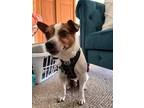 Adopt Milo a Jack Russell Terrier, Terrier