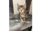 Adopt Baby Willow a Domestic Short Hair