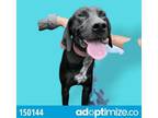 Adopt Dolly a Pointer