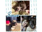 Adopt Bronson a Pit Bull Terrier
