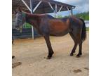 Adopt Bisous (Quarantine) a Tennessee Walker