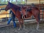 Adopt Holiday (Quarantine) a Tennessee Walker