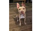 Adopt Yellow ( aka Roo ) a Pit Bull Terrier, Mixed Breed