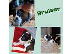 Adopt Bruiser a American Staffordshire Terrier