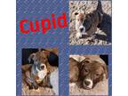 Adopt Cupid a American Staffordshire Terrier